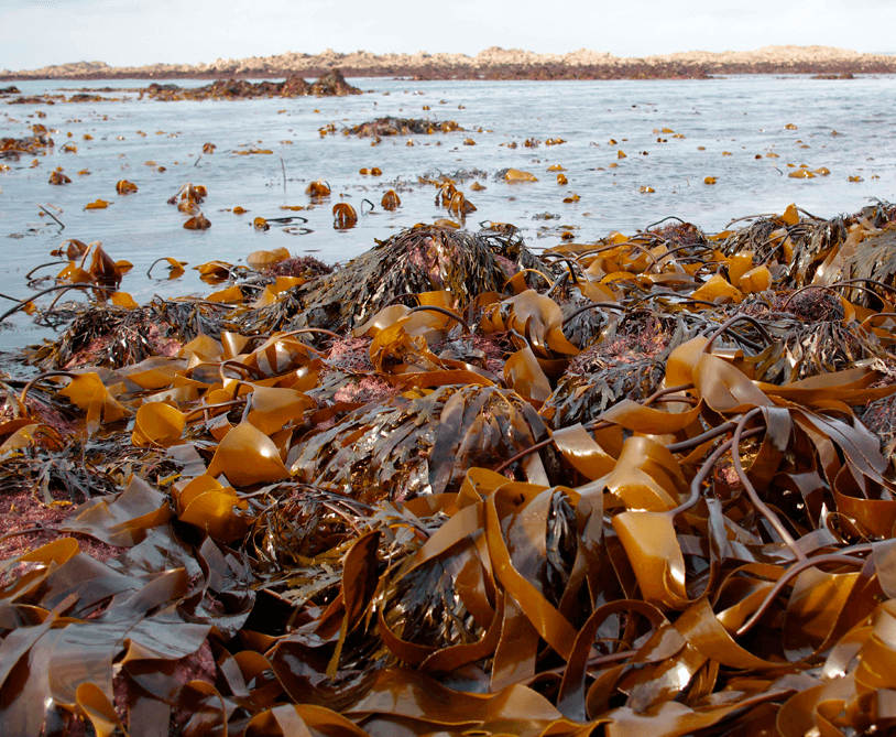 Laminaria - "brown" gold of the White Sea